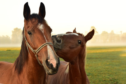 Cavallo