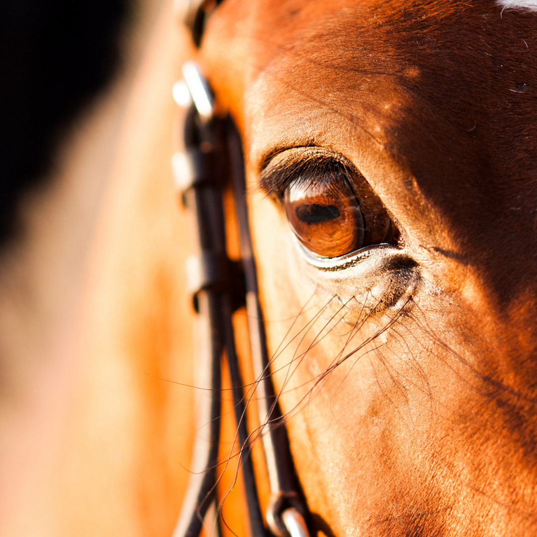 Cavallo